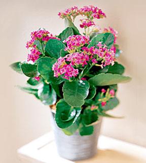 The FTD? Pink Kalanchoe