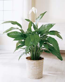 The FTD? Spathiphyllum