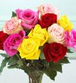 1 Dozen Mixed Color Medium Stem Roses - Wrapped