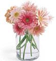 Gerbera 10 Stem Mono Bouquet / with vase