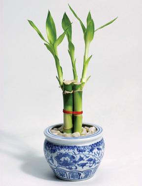 Lucky Bamboo