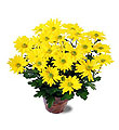 The FTD� Daisy Chrysanthemum (Lg)